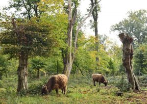 Er staat een koe in het bos..